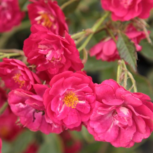 Rosa Ännchen Müller - parfum discret - Petites fleurs -  rosier à haute tige - rose - Johann Christoph Schmidt - retombant - -